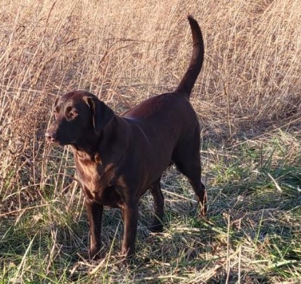 LAB PUP