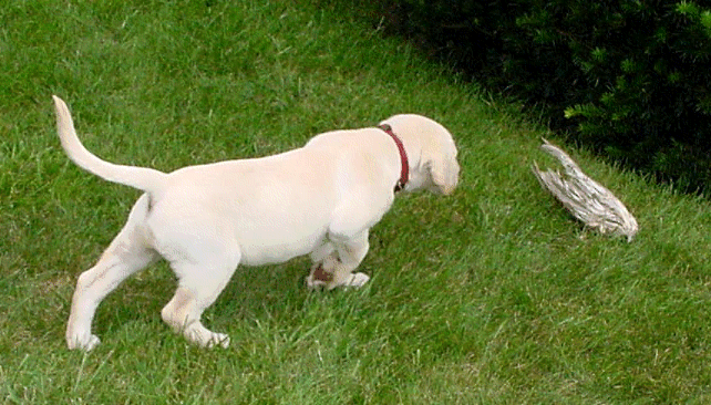 Lab pup