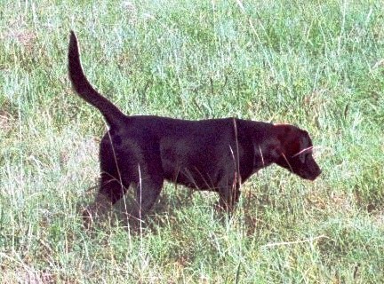 lab pup